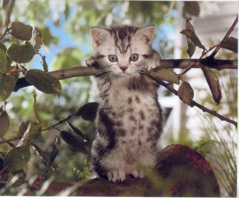 Gatti (304)